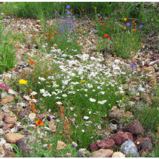 MRS Seeds & Mixtures Type M6 - Bloeiende Voegen 2 MRS Seeds & Mixtures Type M6 - Bloeiende Voegen