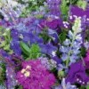 MRS Seeds & Mixtures Zomerbloemen - Blauwe Tinten Mix -Plantenzaden image 120