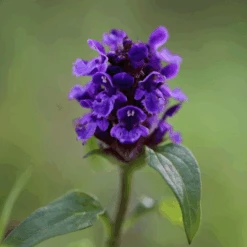 Voorkant -Plantenzaden image 123