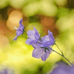 MRS Seeds & Mixtures Bosrand Bloemenmengsel Schaduw Inheems - Meerjarig -Plantenzaden image 125