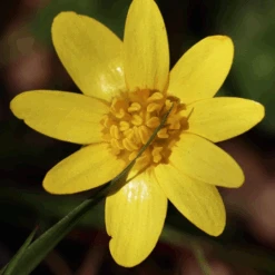 MRS Seeds & Mixtures Bosrand Bloemenmengsel Schaduw Inheems - Meerjarig -Plantenzaden image 127