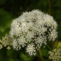 MRS Seeds & Mixtures Bosrand Bloemenmengsel Schaduw Inheems - Meerjarig -Plantenzaden image 128
