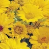 MRS Seeds & Mixtures Zomerbloemen Gele Tinten - Mix -Plantenzaden image 135