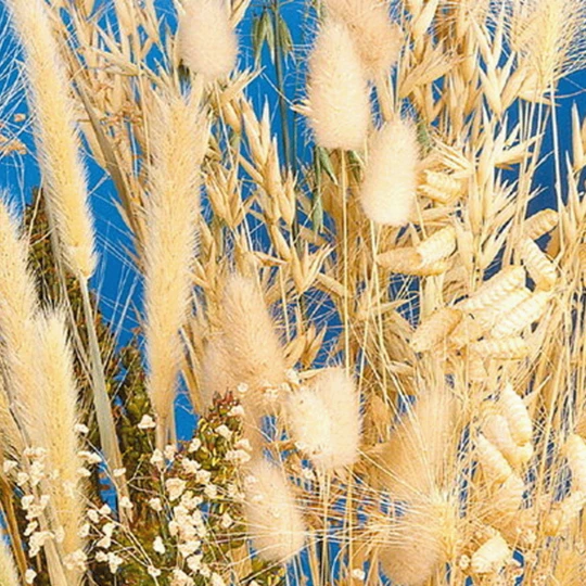 MRS Seeds & Mixtures Siergrassenmengsel 3 MRS Seeds & Mixtures Siergrassenmengsel