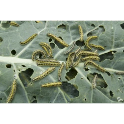 ECOstyle Aaltjes Tegen Rupsen -Plantenzaden image 144